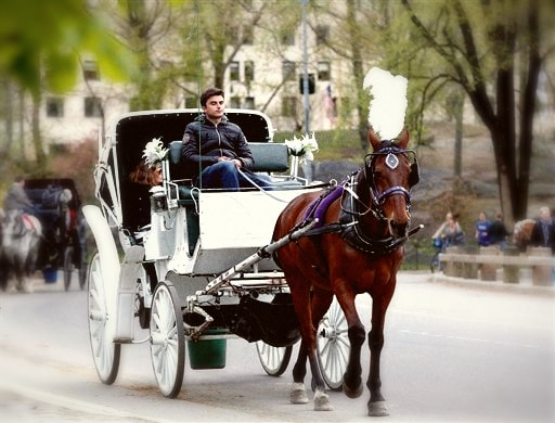 Menin Backs Horse Carriage Ban After Passenger Death